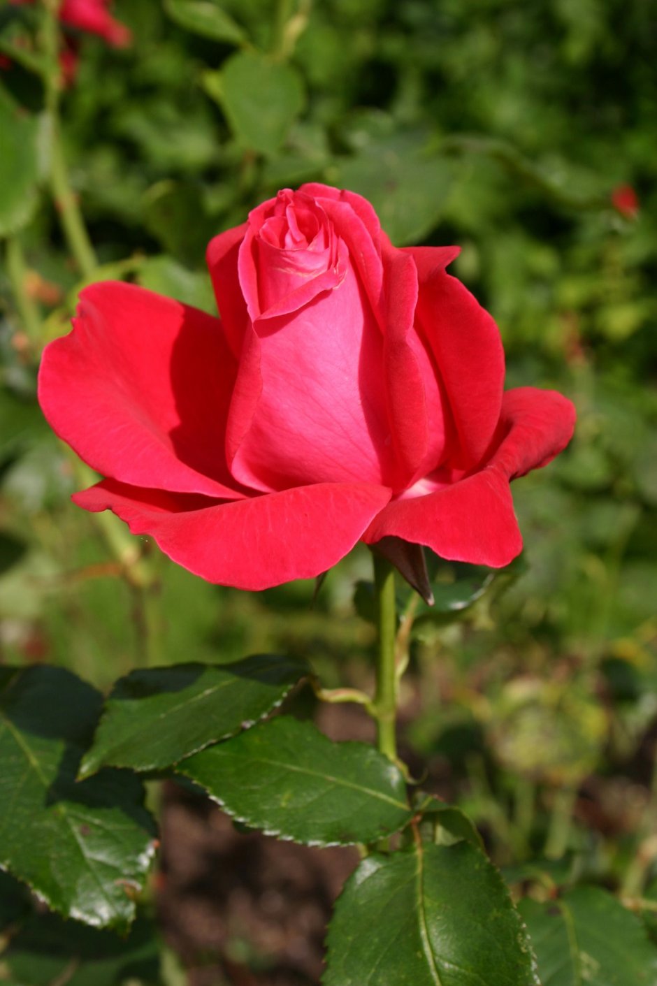 Alec's Red роза