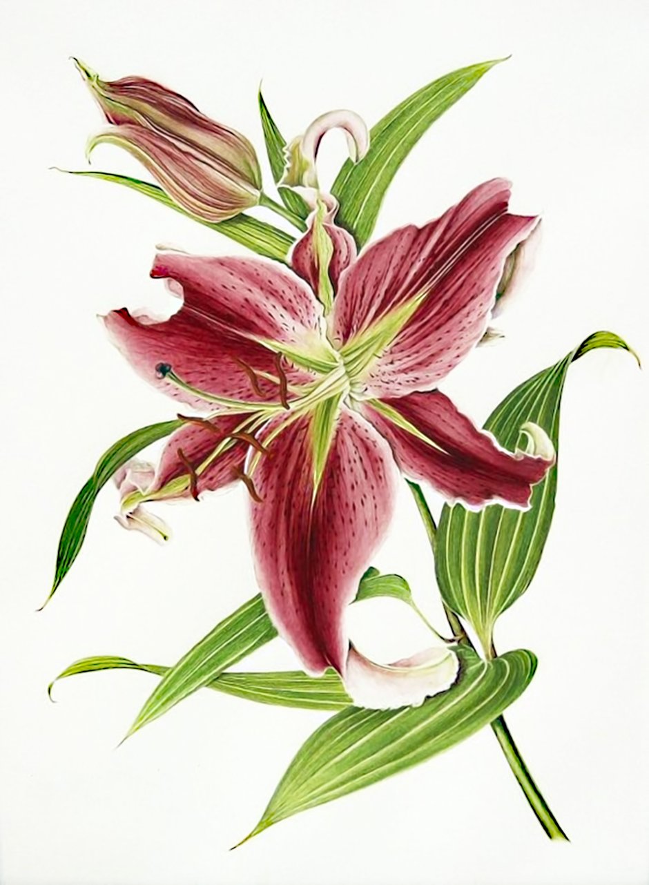 Лилия Ботаническая иллюстрация акварелью