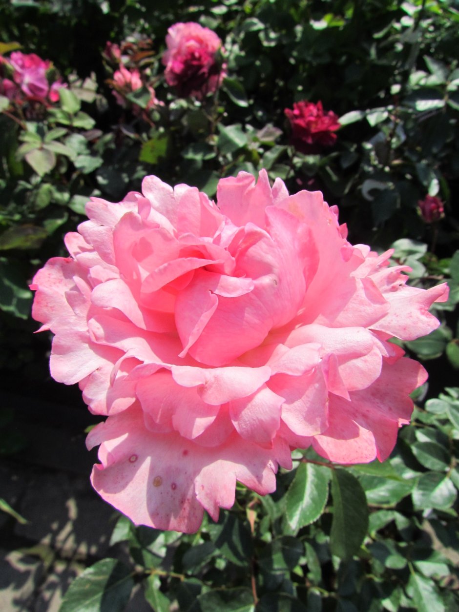 Роза дримс флорибунда