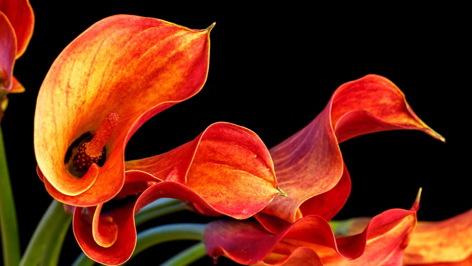 Калла оранжевая цветок