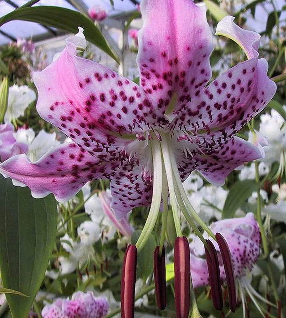 Цветок Клеопатра Лилия