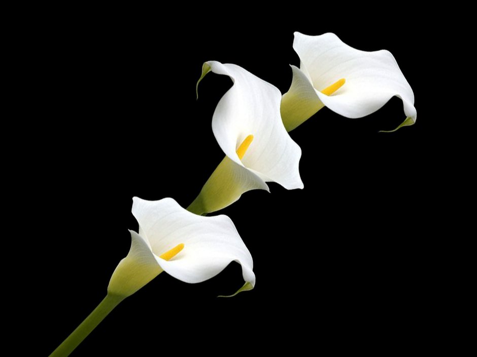 Arum Lily цветок