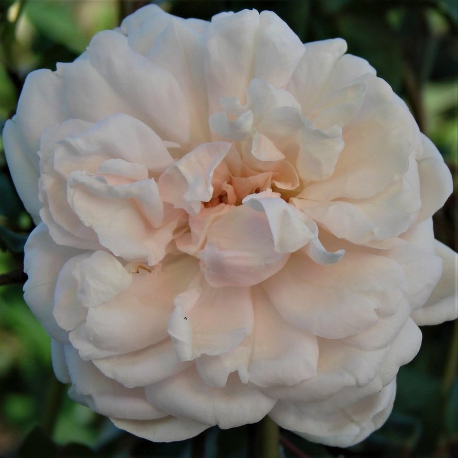 Роза колониаль Уайт