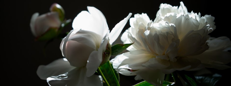 Цветы пионы белые