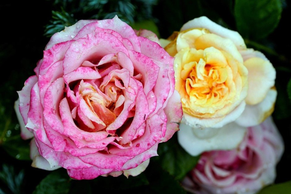 Роза roseromantic