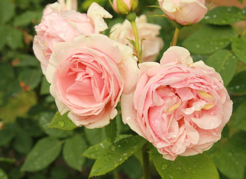 Роза roseromantic