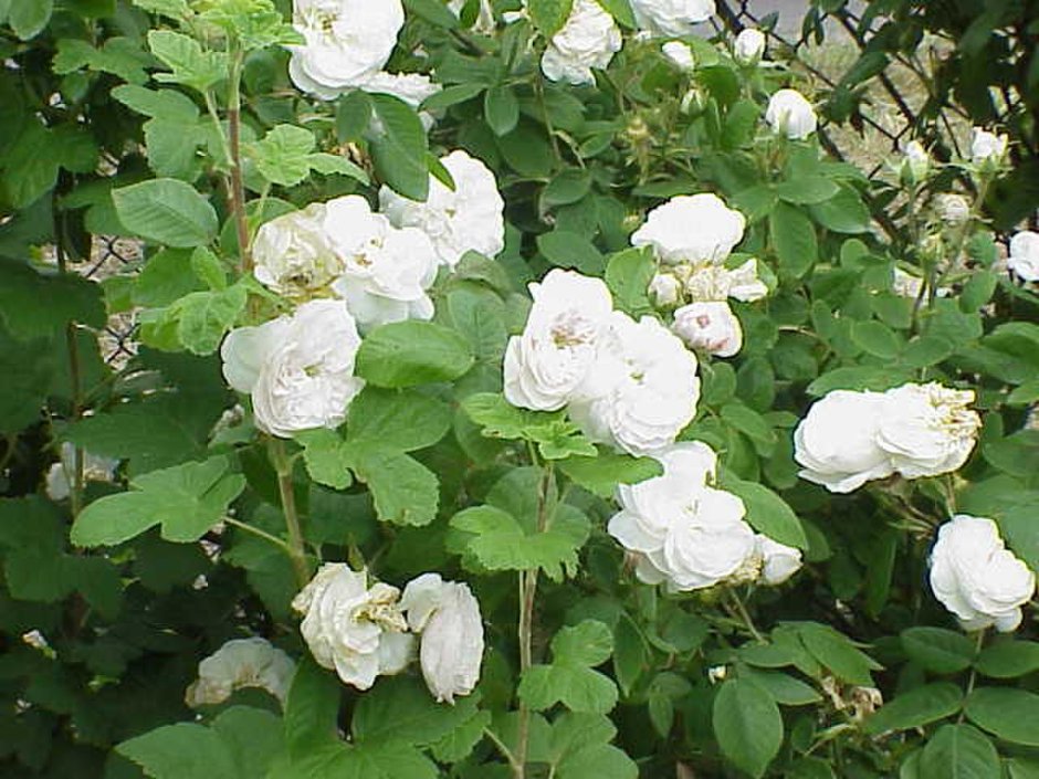 Дамасская роза мадам Харди