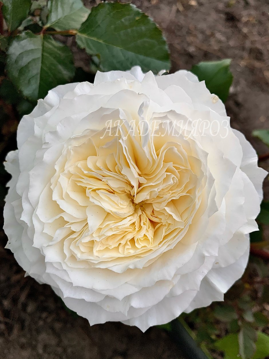 Романтик крем Romantic Cream роза