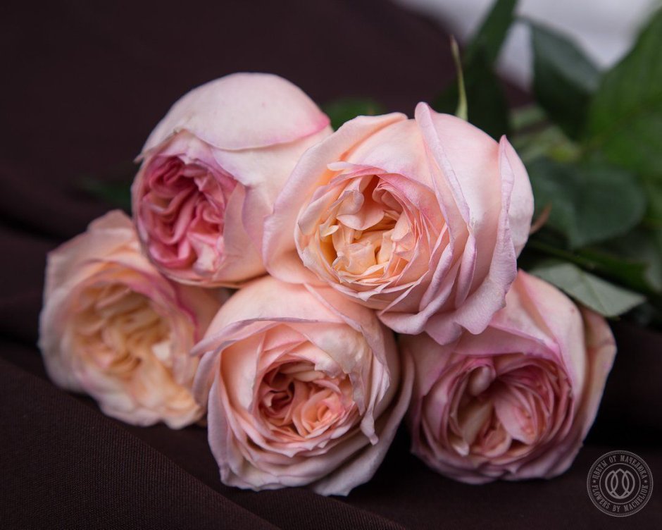 Анджи романтик крем роза