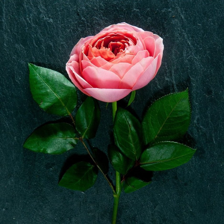 Роза пионовидная Romantic Antike