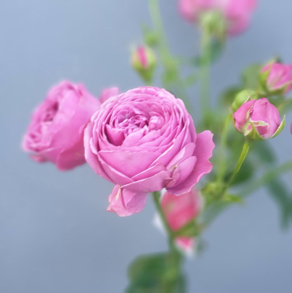 Кустовая пионовидная роза Мисти Баблс