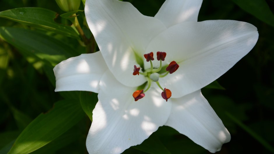 Цветение белой лилии