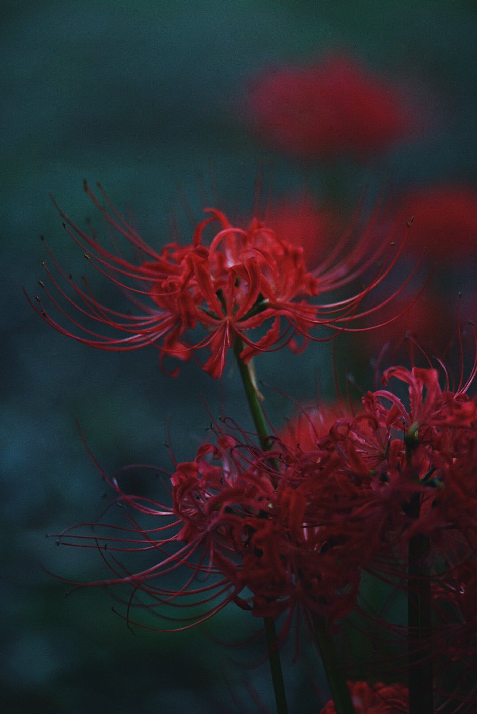 Японский цветок смерти Хиганбана
