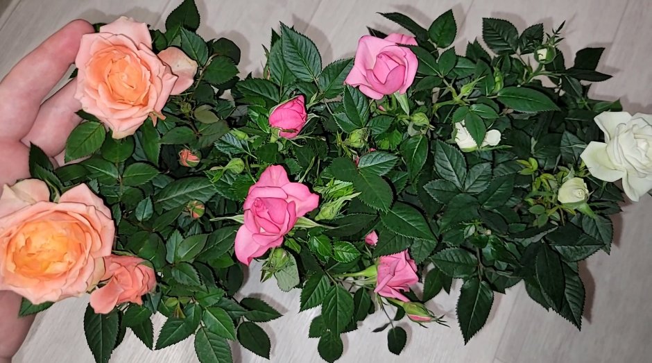 Растение из Турции с розовыми цветами растет дома в горшке