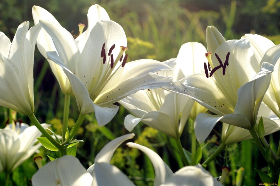 Белая Лилия цветок
