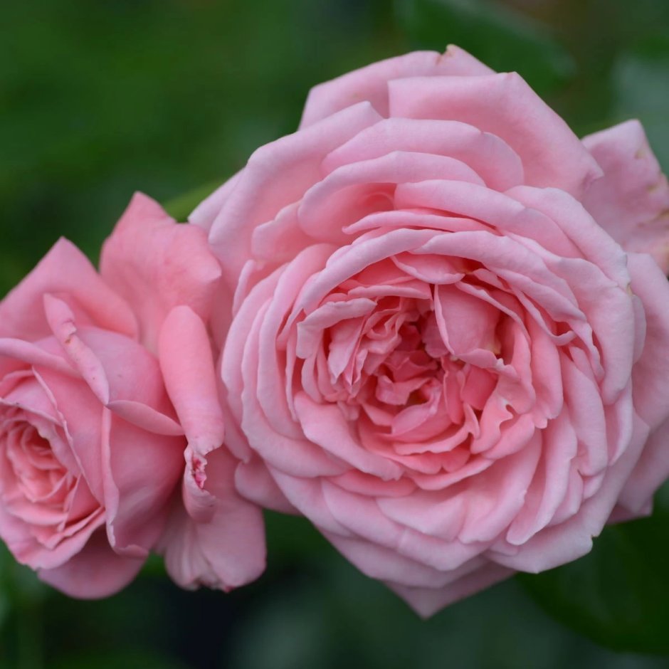 Роза Корал даун-роза