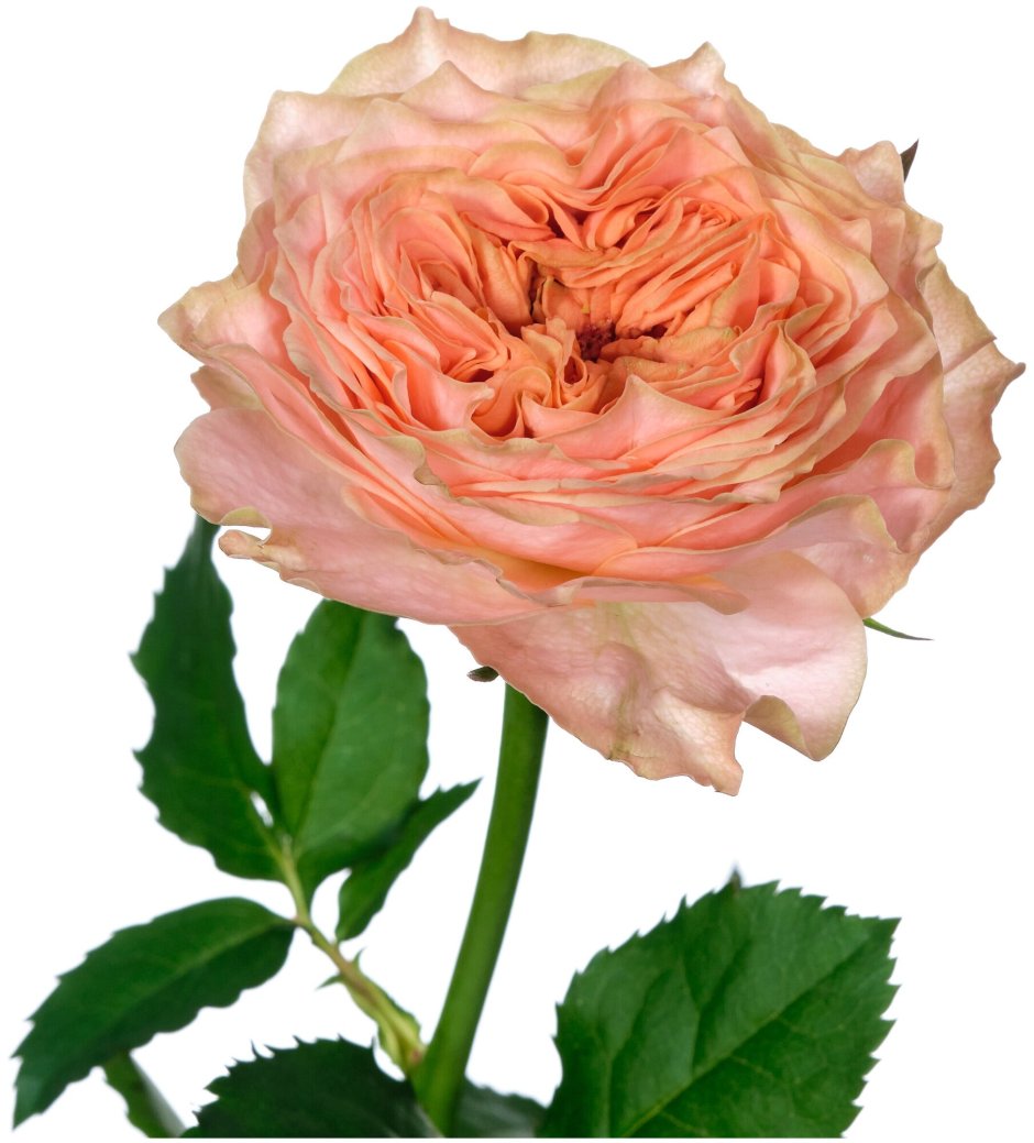 Роза кёльнер Флора