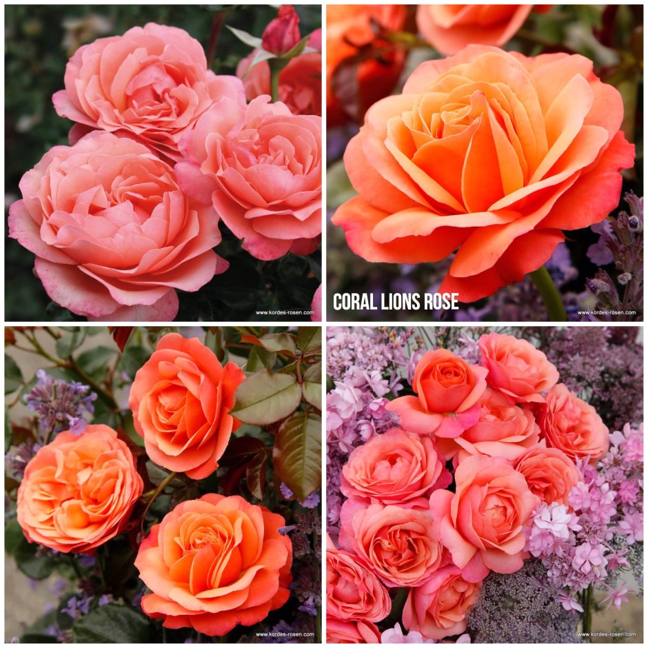 Роза флорибунда Лайонс-Роуз