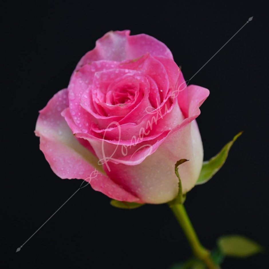 Роза чайная Малибу