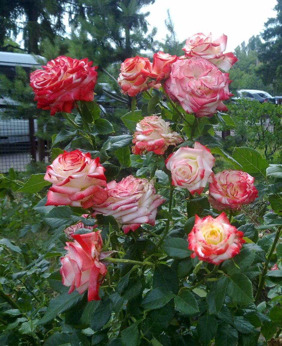 Плетистая роза Малибу