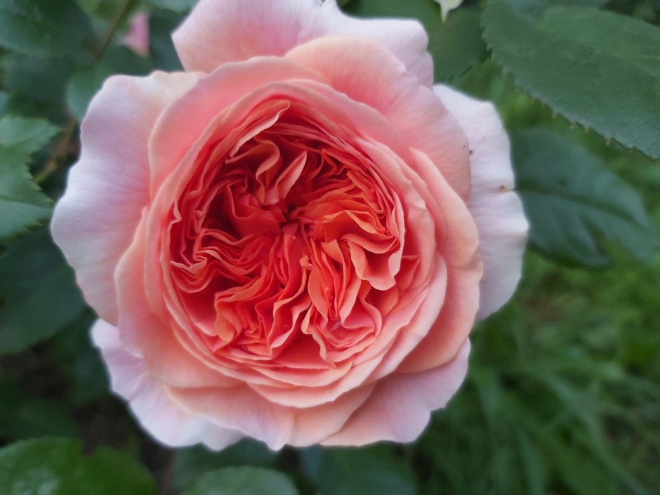 Corail Gelee японская роза