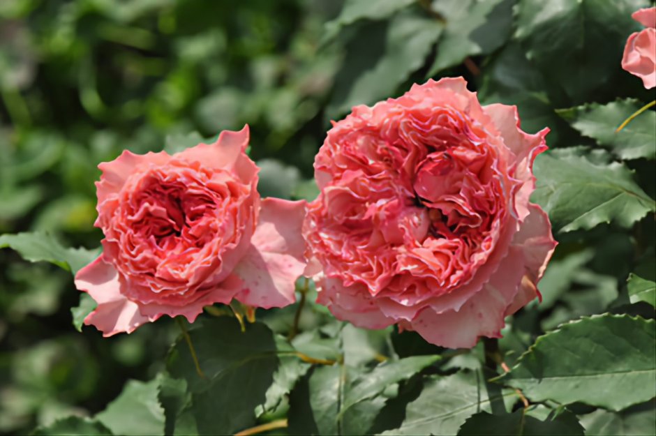Роза Роуз корона Япония