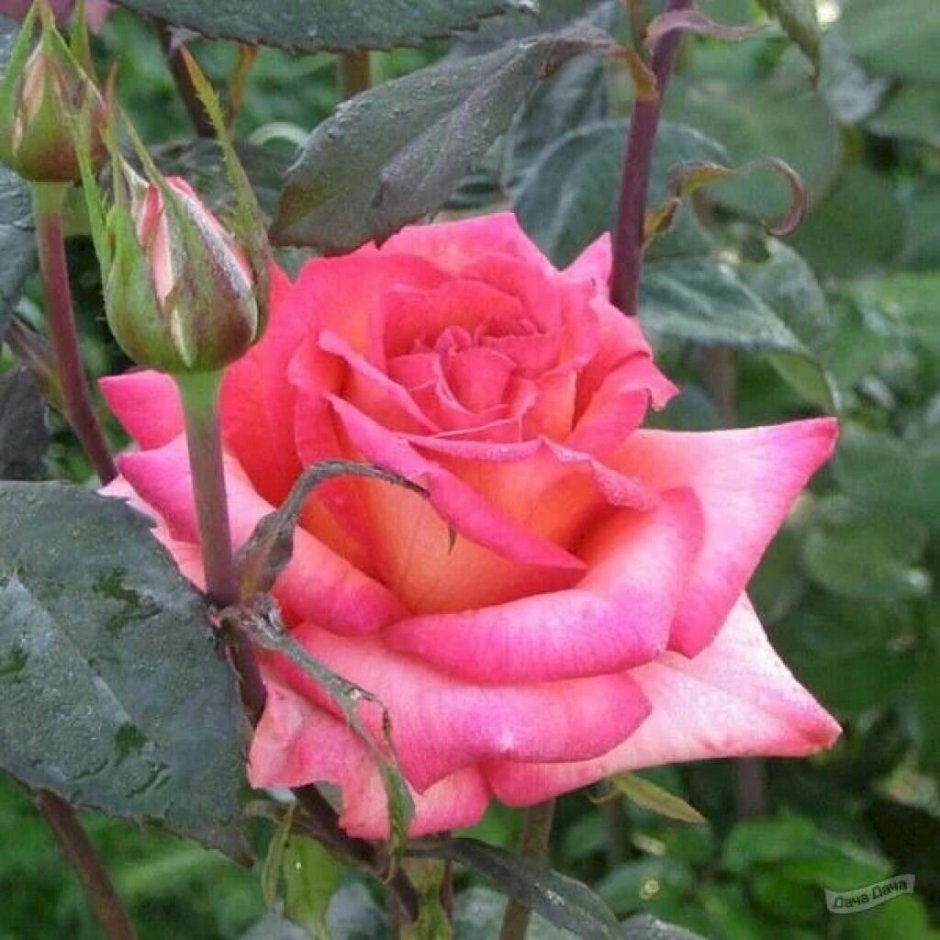 Роза чайно гибриднаямолибу