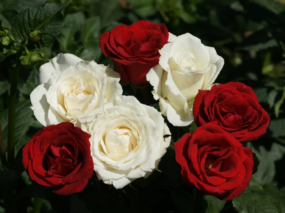 Белые и красные розы в саду