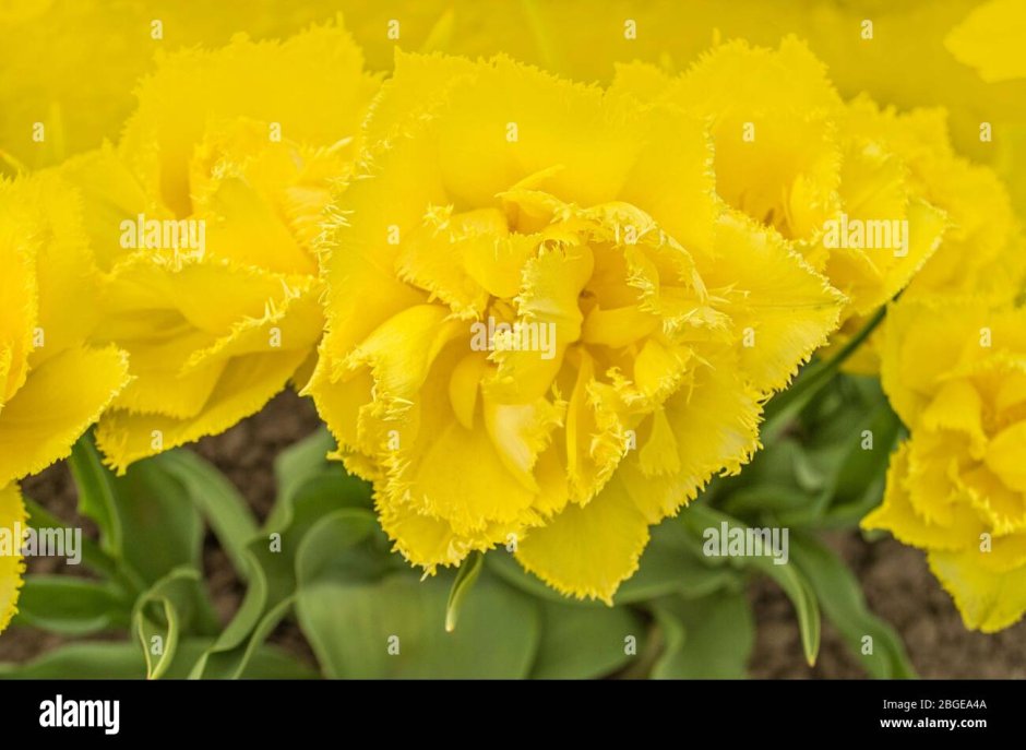 Тюльпан Double Yellow