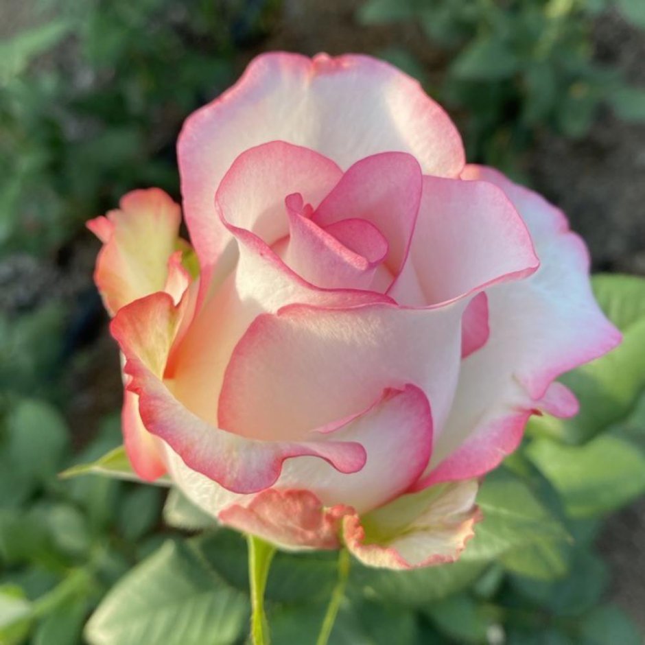 Роза сорт принц Малибу