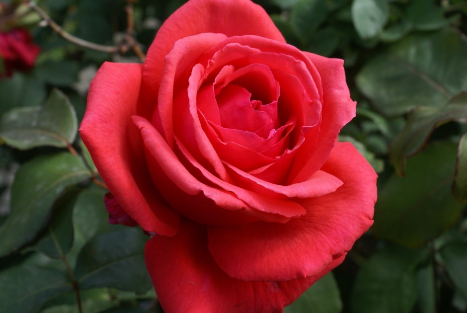 Роза чайно-гибридная Леонидас