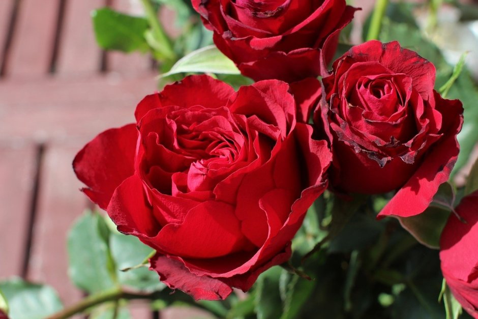 Роза Lovely Red (чайно-гибридная)
