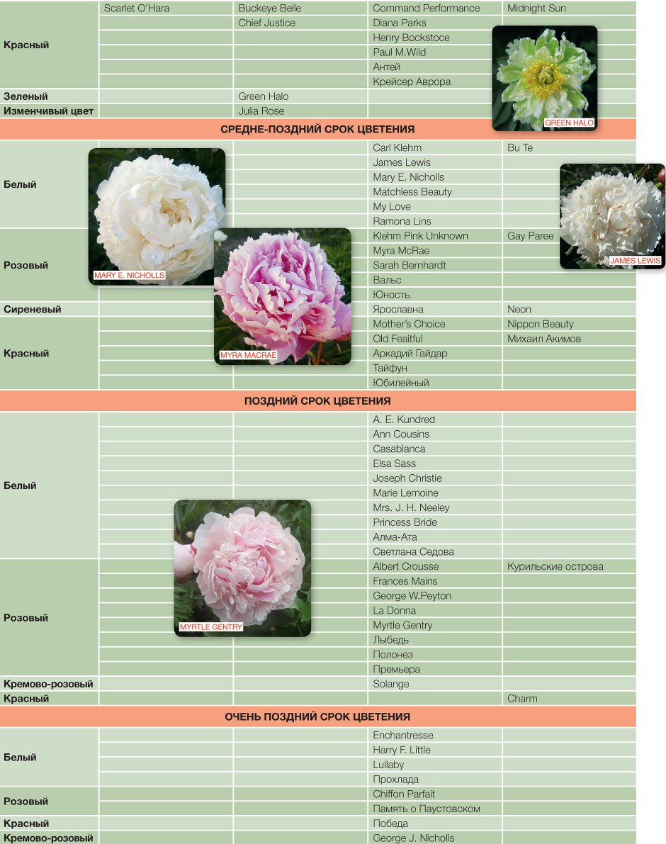 Классификация пионов по срокам цветения