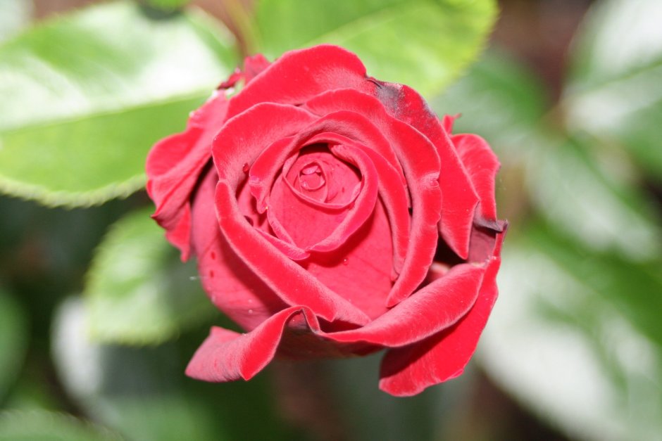 An image of a Red beautiful big Rose