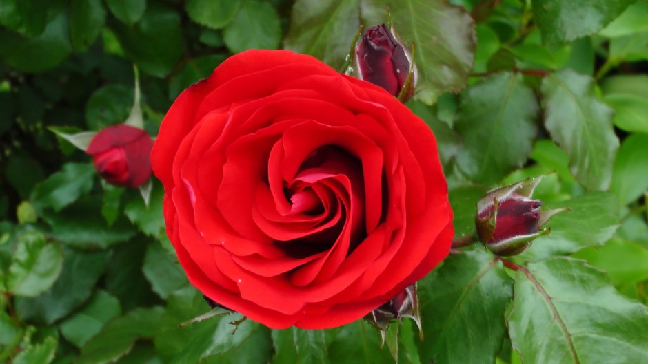 Лавли ред, Lovely Red , Meilland Франция роза