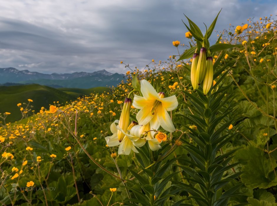 Сочинский национальный парк Альпийские Луга