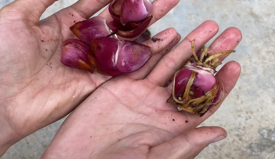 Чешуйчатые луковицы лилий