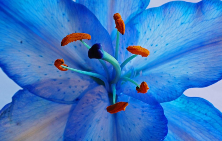 Голубая Лилия цветок