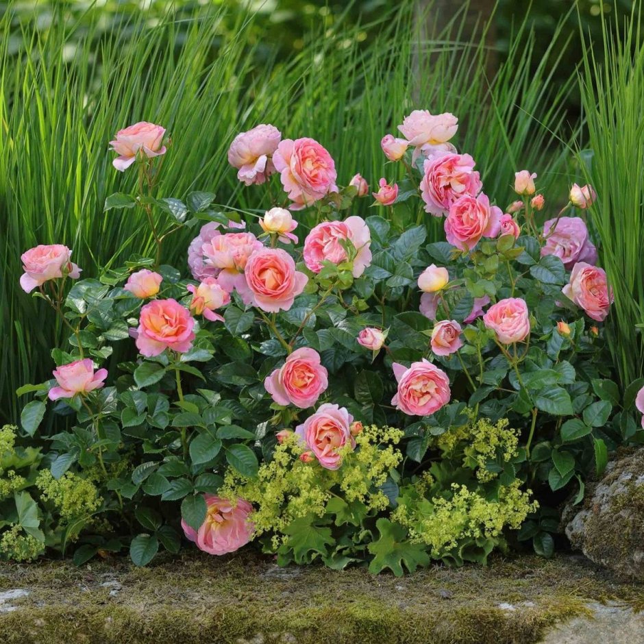Dornburger shlossrose роза