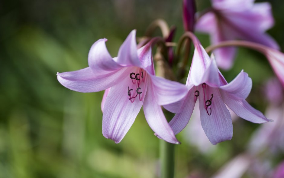 Фиолетовые лилии
