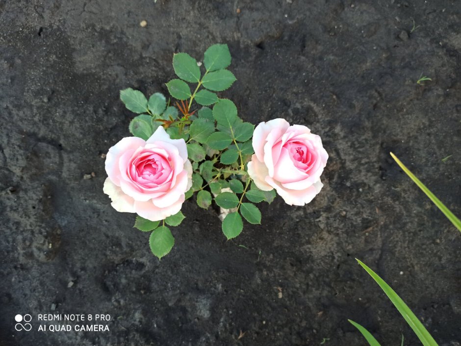 Свежая роза белые розовые капли