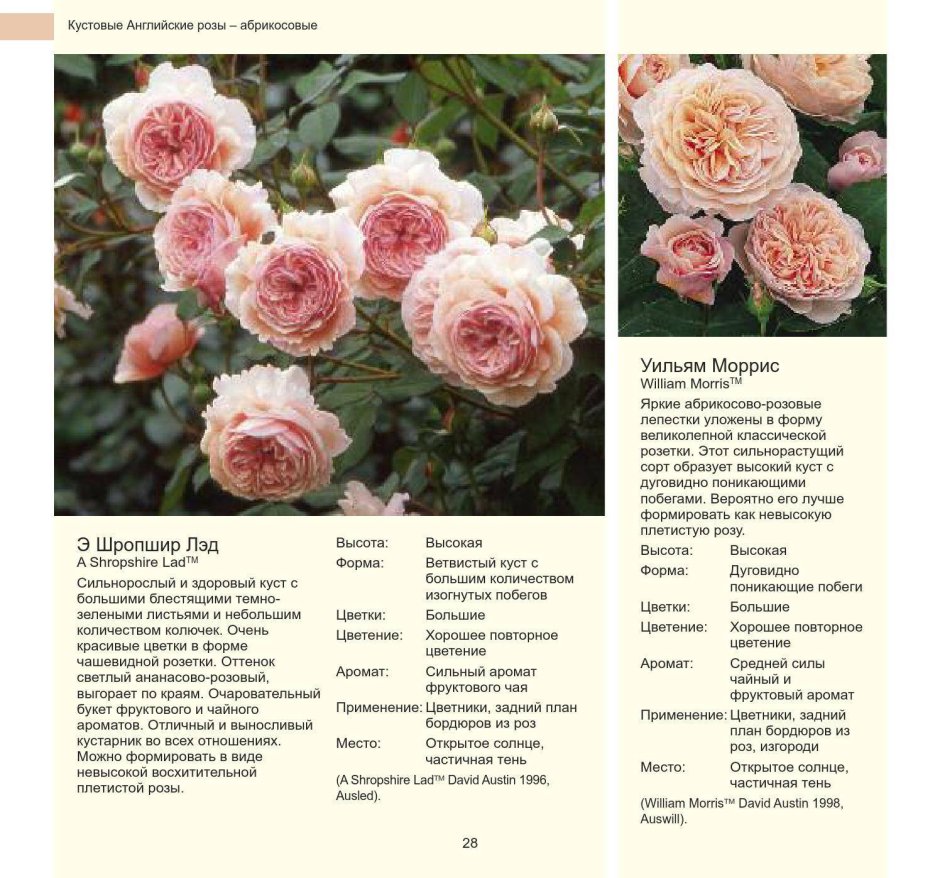 Абрикосовые розы Дэвида Остина