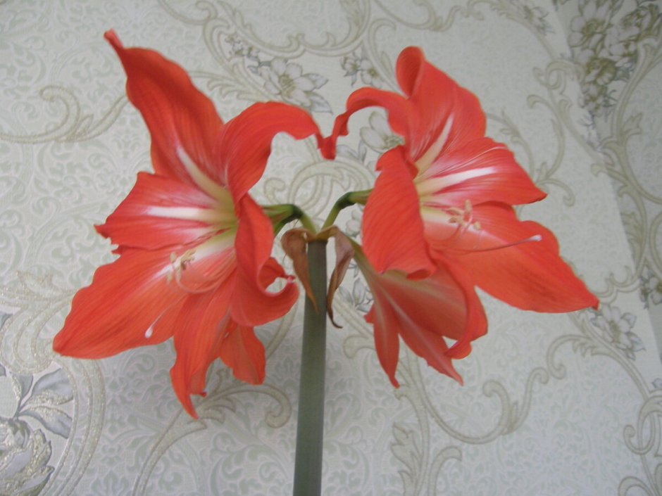 Цветок Лилия домашняя