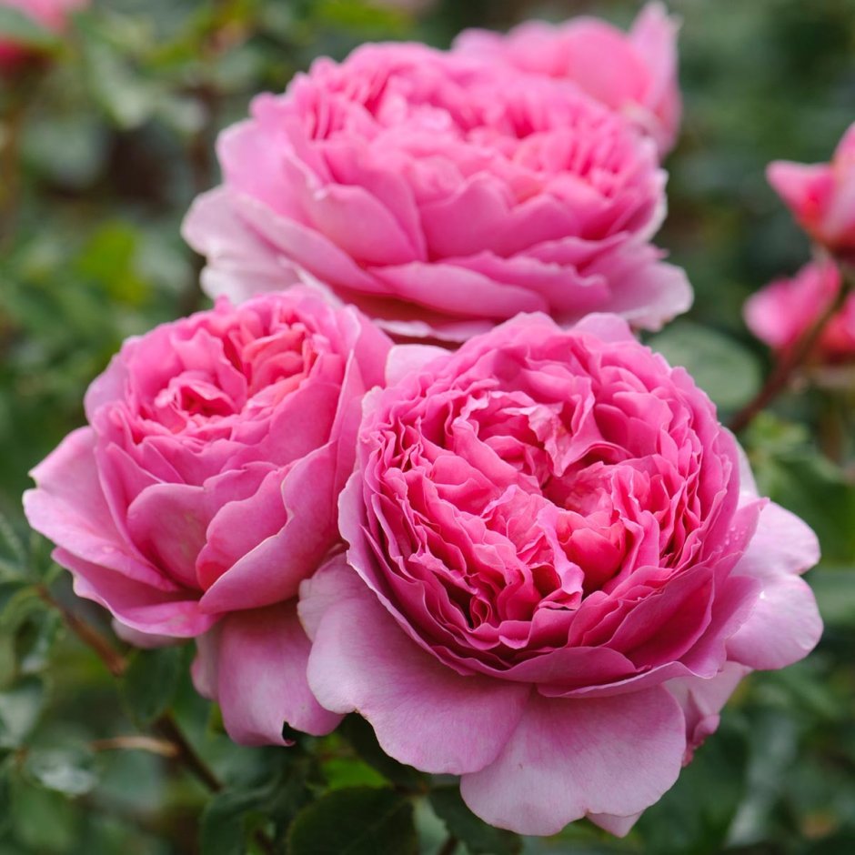 Роза сорт принцесса Александра Кентская