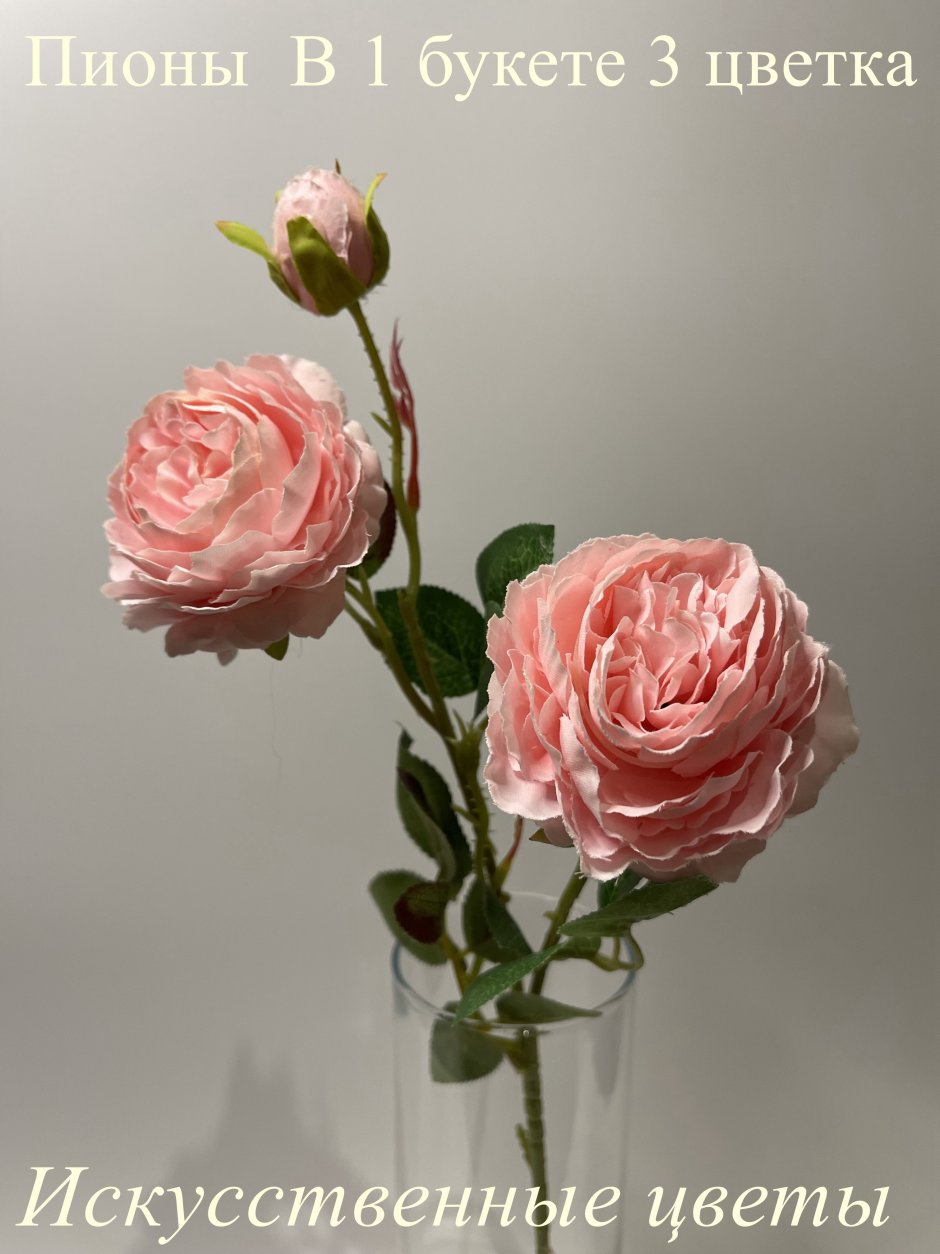 Роза романтик антик энциклопедия роз