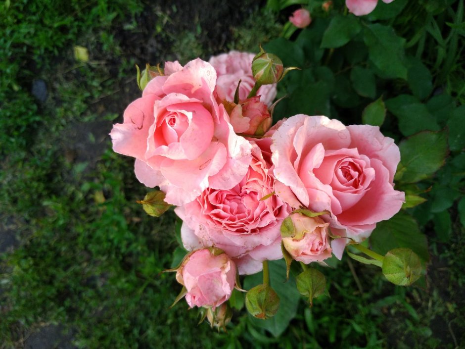 Corail Gelee роза