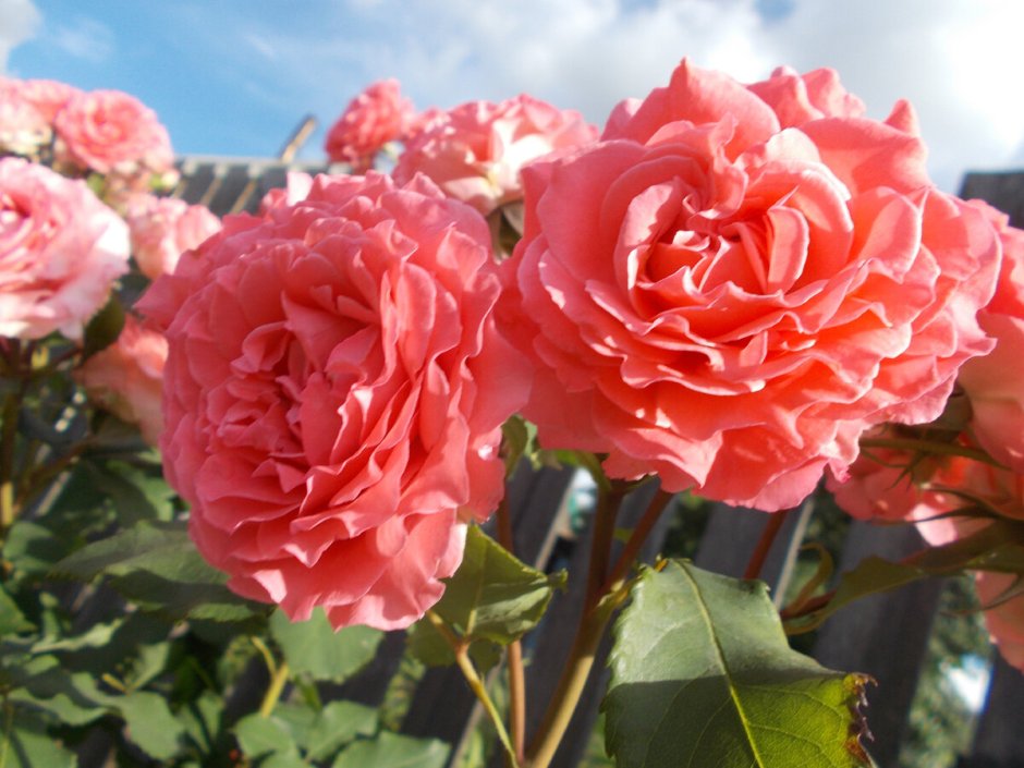 Роза шраб Бельведер (Belvedere)