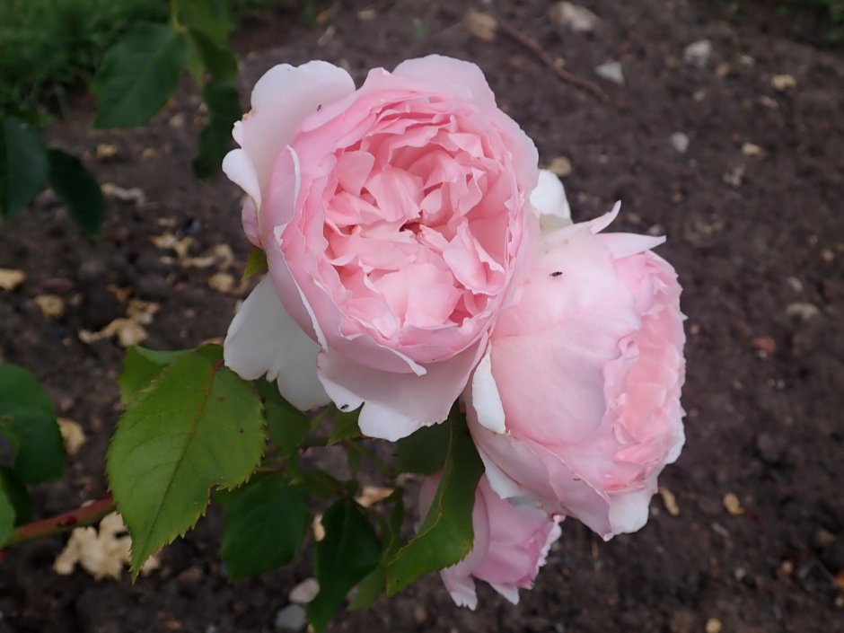 The Faun роза