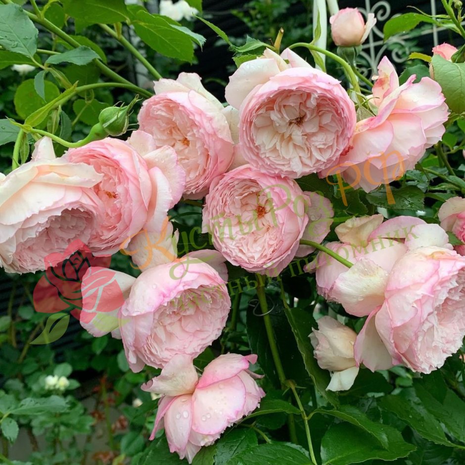 Вильям Моррис William Morris роза