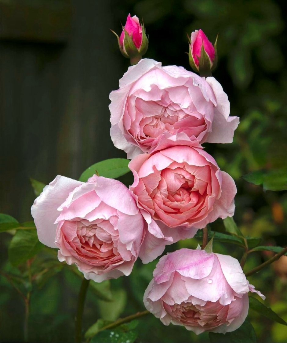 Роза английская the Alnwick Rose